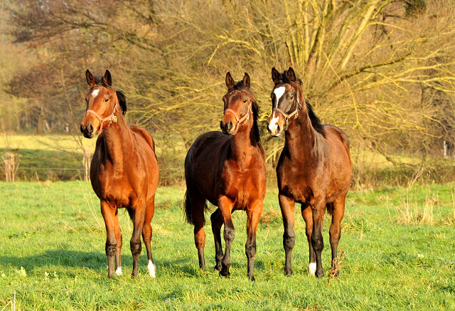 Jhrlingsstuten von Oliver Twist und Saint Cyr - Gestt Hmelschenburg 7.12.2014, Foto: Beate Langels, 
Trakehner Gestt Hmelschenburg - Beate Langels