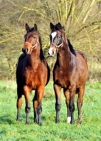 Jhrlingsstuten Klassic Touch v. Oliver Twist und Tacyra v. Saint Cyr - Gestt Hmelschenburg 7.12.2014, Foto: Beate Langels, 
Trakehner Gestt Hmelschenburg - Beate Langels