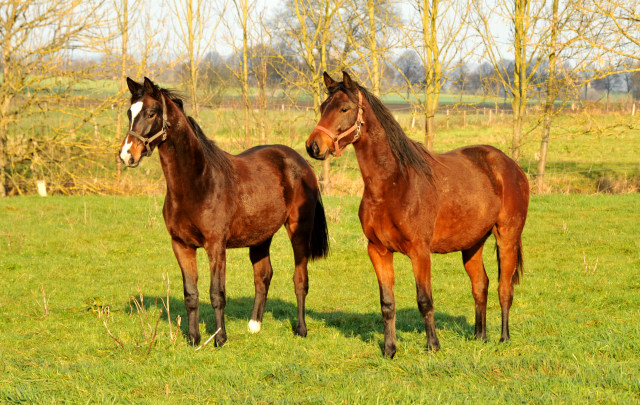 Jhrlingsstuten von Oliver Twist und Saint Cyr - Gestt Hmelschenburg 7.12.2014, Foto: Beate Langels, 
Trakehner Gestt Hmelschenburg - Beate Langels