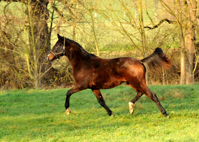 Jhrlingsstute Tacyra v. Saint Cyr u.d. Pr.u.StPrSt. Tavolara v. Exclusiv - Gestt Hmelschenburg 7.12.2014, Foto: Beate Langels, 
Trakehner Gestt Hmelschenburg - Beate Langels