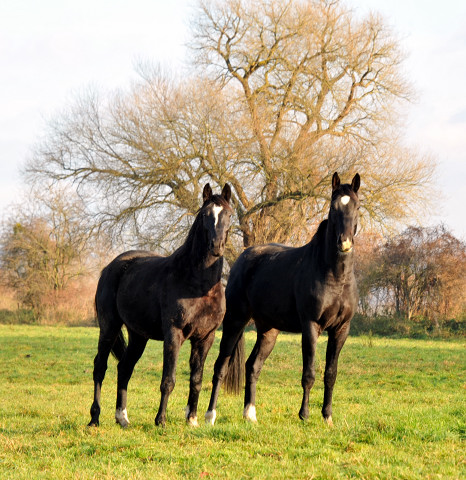 Ein- und zweijhrige Hengste und Wallache in den Emmerauen - Gestt Hmelschenburg 7.12.2014, Foto: Beate Langels, 
Trakehner Gestt Hmelschenburg - Beate Langels