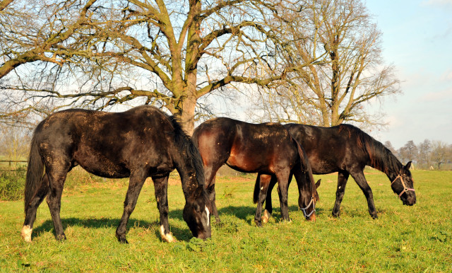 Ein- und zweijhrige Hengste und Wallache in den Emmerauen - Gestt Hmelschenburg 7.12.2014, Foto: Beate Langels, 
Trakehner Gestt Hmelschenburg - Beate Langels