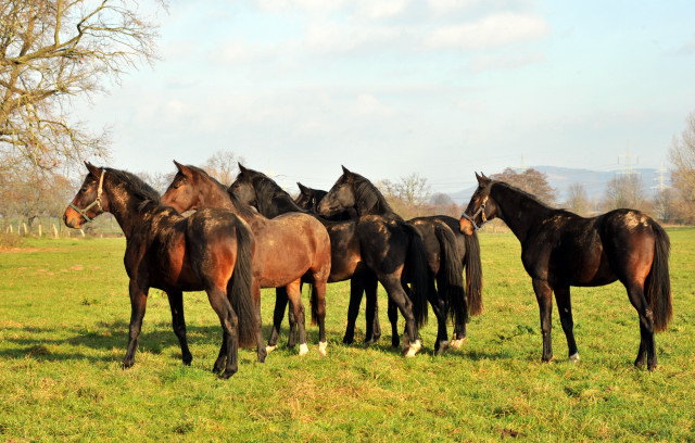 Ein- und zweijhrige Hengste und Wallache in den Emmerauen - Gestt Hmelschenburg 7.12.2014, Foto: Beate Langels, 
Trakehner Gestt Hmelschenburg - Beate Langels