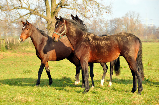 Ein- und zweijhrige Hengste und Wallache in den Emmerauen - Gestt Hmelschenburg 7.12.2014, Foto: Beate Langels, 
Trakehner Gestt Hmelschenburg - Beate Langels