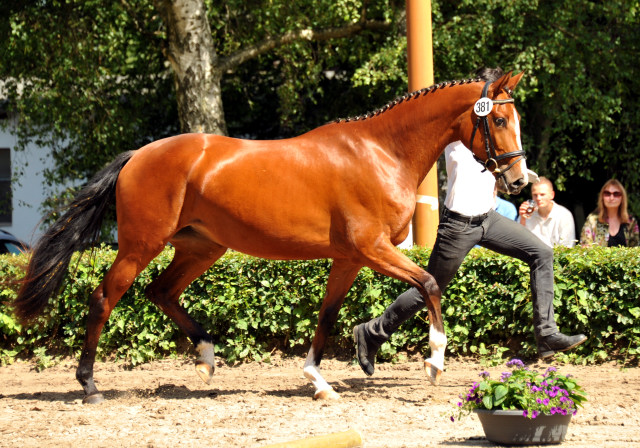 Schwalbenpoesie von Exclusiv- copyright Beate Langels, Trakehner 
Gestt Hmelschenburg