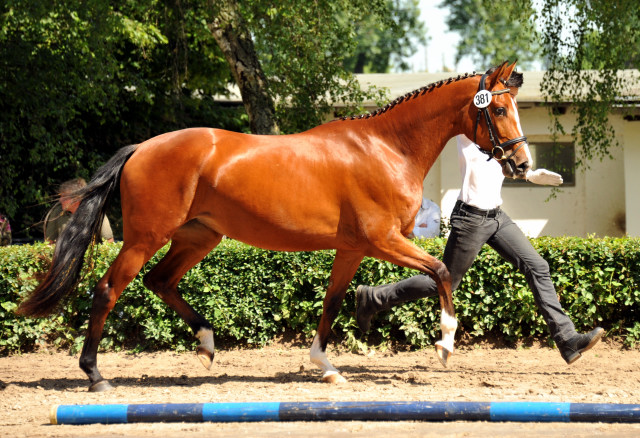 Schwalbenpoesie von Exclusiv- copyright Beate Langels, Trakehner 
Gestt Hmelschenburg