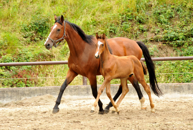 Hengstfohlen von Saint Cyr u.d. Havelin-M v. Mnchhausen - Foto: Beate Langels