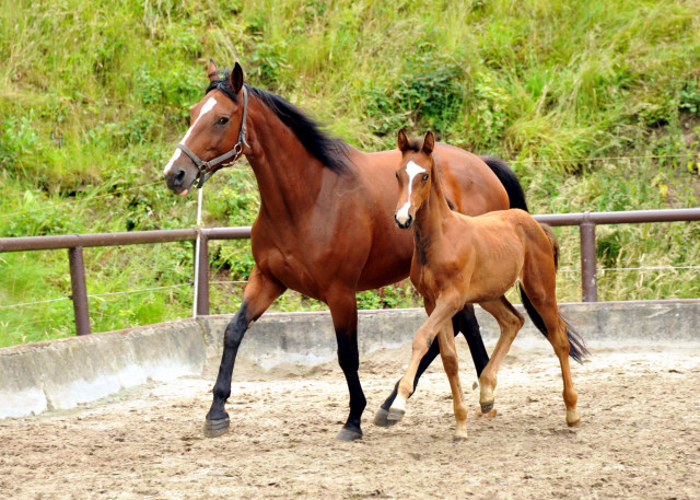 Hengstfohlen von Saint Cyr u.d. Havelin-M v. Mnchhausen - Foto: Beate Langels