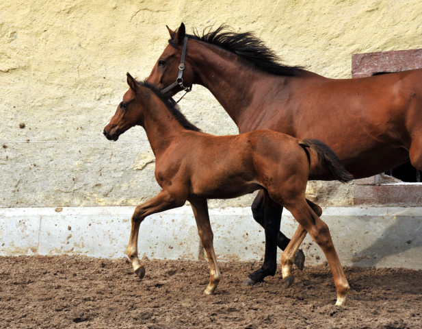 Hengstfohlen von Saint Cyr u.d. Havelin-M v. Mnchhausen - Foto: Beate Langels