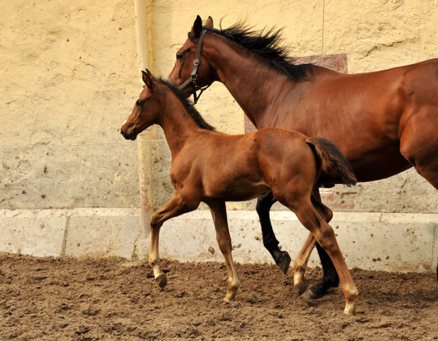 Hengstfohlen von Saint Cyr u.d. Havelin-M v. Mnchhausen - Foto: Beate Langels