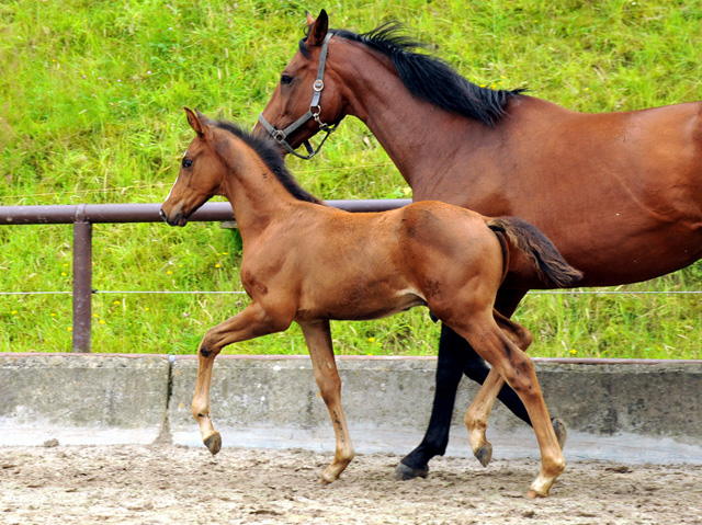 Hengstfohlen von Saint Cyr u.d. Havelin-M v. Mnchhausen - Foto: Beate Langels