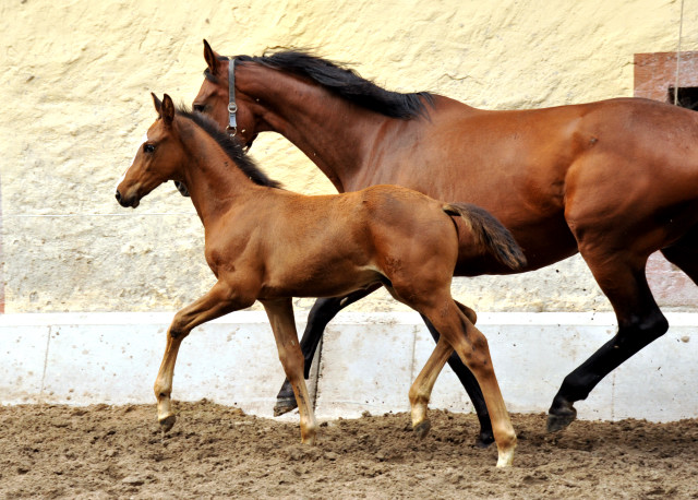 Hengstfohlen von Saint Cyr u.d. Havelin-M v. Mnchhausen - Foto: Beate Langels