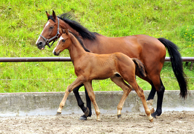 Hengstfohlen von Saint Cyr u.d. Havelin-M v. Mnchhausen - Foto: Beate Langels