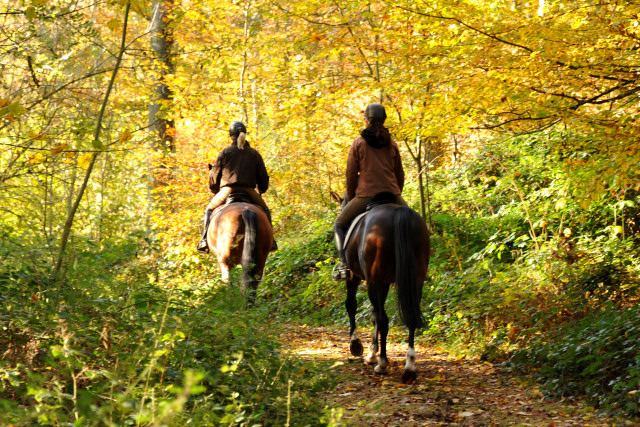 Herbstausritt mit Freudenfest und Shavalou in Hmelschenburg - im November 2014, Foto: Beate Langels, Trakehner Gestt Hmelschenburg