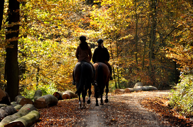 Herbstausritt mit Freudenfest und Shavalou in Hmelschenburg - im November 2014, Foto: Beate Langels, Trakehner Gestt Hmelschenburg