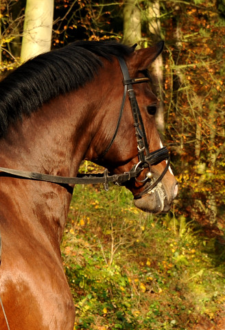 Herbstausritt Pia und Freudenfest Hmelschenburg - im November 2014, Foto: Beate Langels, Trakehner Gestt Hmelschenburg