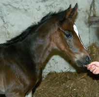 Trakehner colt by Exclusiv - Showmaster, copyright: Beate Langels, Gest�t H�melschenburg