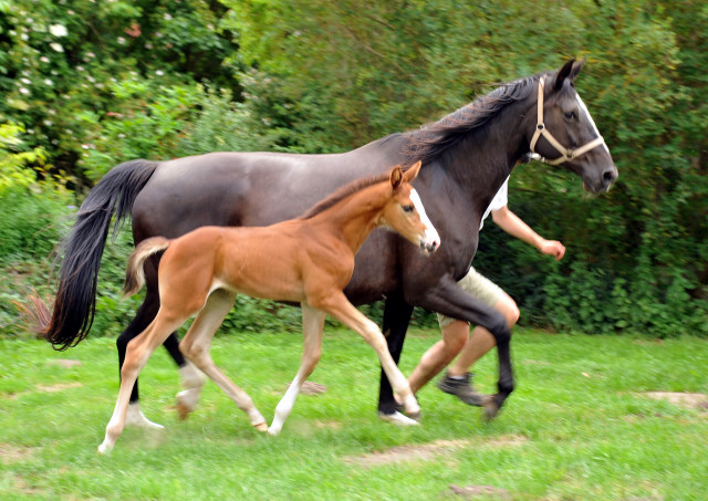 Trakehner Stutfohlen  von Saint Cyr u.d. Pr.u.StPrSt. Grace Note v. Alter Fritz - copyright Beate Langels, Trakehner 
Gestt Hmelschenburg