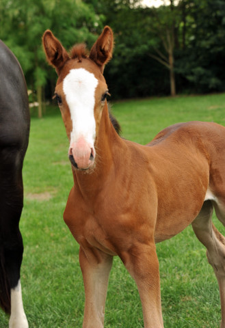 Trakehner Stutfohlen  von Saint Cyr u.d. Pr.u.StPrSt. Grace Note v. Alter Fritz - copyright Beate Langels, Trakehner 
Gestt Hmelschenburg