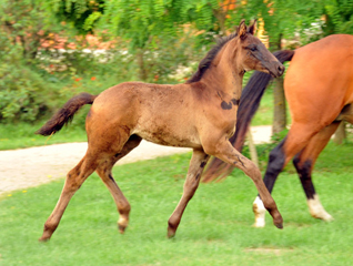 Hengstfohlen von Hofrat u.d. Gracia Patricia v. Alter Fritz u.d. Elitestute Gloriette v. Kostolany - Foto: Beate Langels - Gestt Hmelschenburg