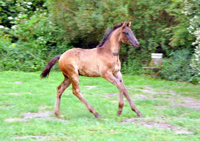 Hengstfohlen von Hofrat u.d. Gracia Patricia v. Alter Fritz u.d. Elitestute Gloriette v. Kostolany - Foto: Beate Langels - Gestt Hmelschenburg