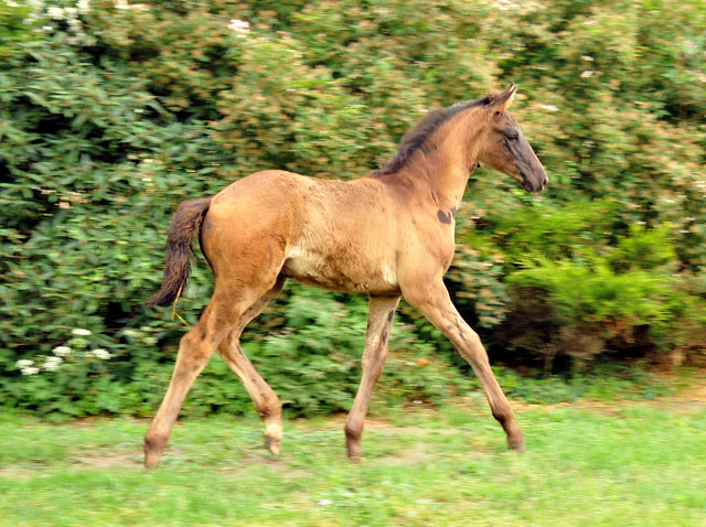 Hengstfohlen von Hofrat u.d. Gracia Patricia v. Alter Fritz u.d. Elitestute Gloriette v. Kostolany - Foto: Beate Langels - Gestt Hmelschenburg