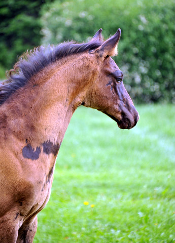 Hengstfohlen von Hofrat u.d. Gracia Patricia v. Alter Fritz u.d. Elitestute Gloriette v. Kostolany - Foto: Beate Langels - Gestt Hmelschenburg