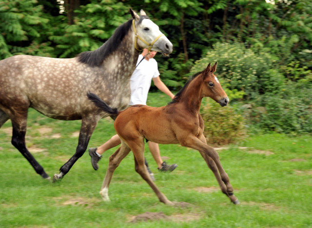 Trakehner Stutfohlen von Exclusiv u.d. Teatime v. Summertime - Foto: Beate Langels - Trakehner Gestt Hmelschenburg