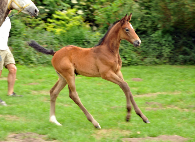 Trakehner Stutfohlen von Exclusiv u.d. Teatime v. Summertime - Foto: Beate Langels - Trakehner Gestt Hmelschenburg