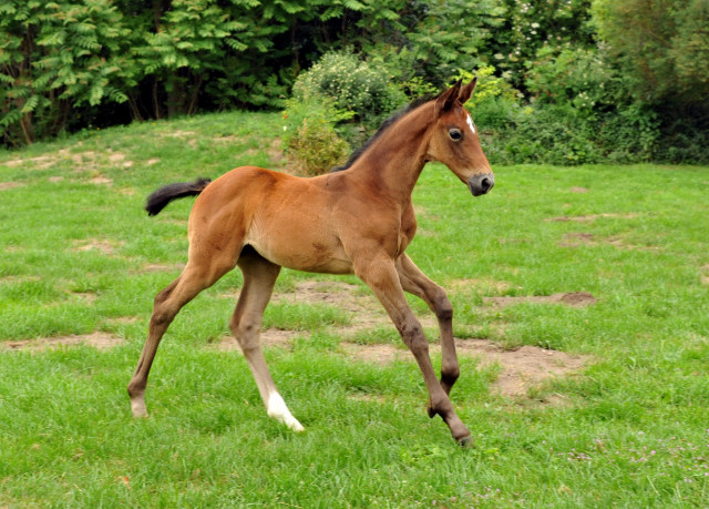 Trakehner Stutfohlen von Exclusiv u.d. Teatime v. Summertime - Foto: Beate Langels - Trakehner Gestt Hmelschenburg