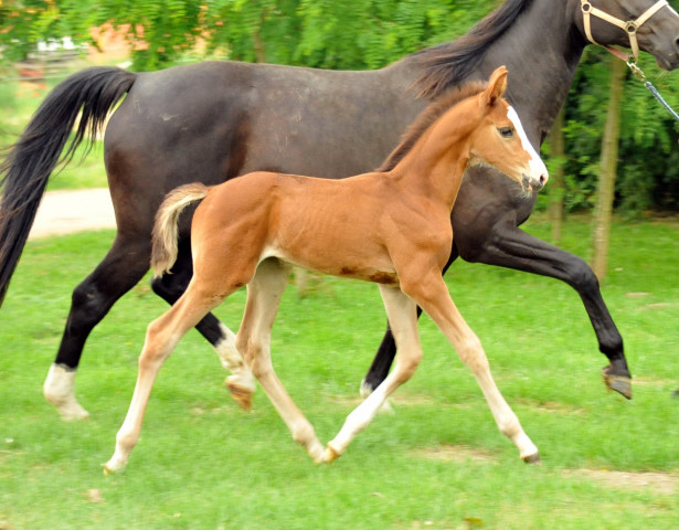 Trakehner Stutfohlen  von Saint Cyr u.d. Pr.u.StPrSt. Grace Note v. Alter Fritz - copyright Beate Langels, Trakehner 
Gestt Hmelschenburg
