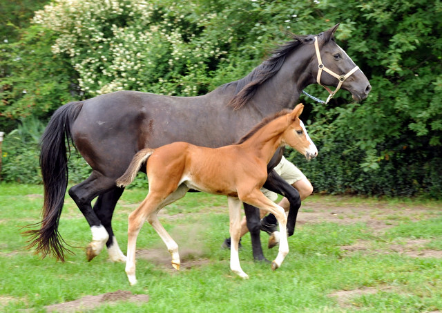 Trakehner Stutfohlen  von Saint Cyr u.d. Pr.u.StPrSt. Grace Note v. Alter Fritz - copyright Beate Langels, Trakehner 
Gestt Hmelschenburg