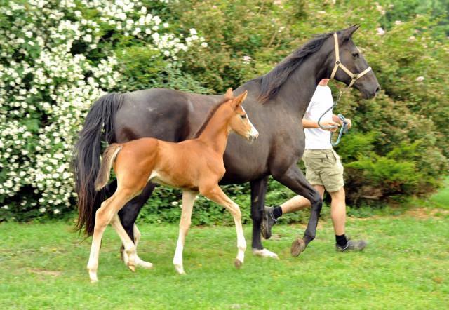 Trakehner Stutfohlen  von Saint Cyr u.d. Pr.u.StPrSt. Grace Note v. Alter Fritz - copyright Beate Langels, Trakehner 
Gestt Hmelschenburg