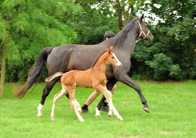 Trakehner Stutfohlen  von Saint Cyr u.d. Pr.u.StPrSt. Grace Note v. Alter Fritz - copyright Beate Langels, Trakehner 
Gestt Hmelschenburg