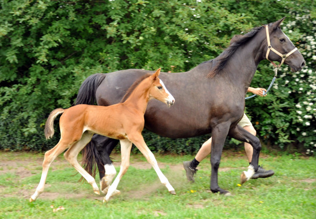 Trakehner Stutfohlen  von Saint Cyr u.d. Pr.u.StPrSt. Grace Note v. Alter Fritz - copyright Beate Langels, Trakehner 
Gestt Hmelschenburg