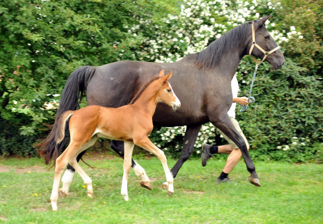 Trakehner Stutfohlen  von Saint Cyr u.d. Pr.u.StPrSt. Grace Note v. Alter Fritz - copyright Beate Langels, Trakehner 
Gestt Hmelschenburg