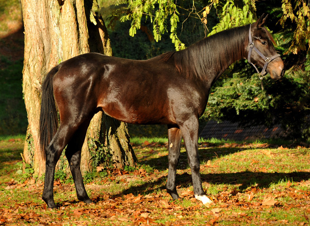 UNDER FIRE von Saint Cyr x Easy Game - Hmelschenburg - im November 2014, Foto: Beate Langels, Trakehner Gestt Hmelschenburg