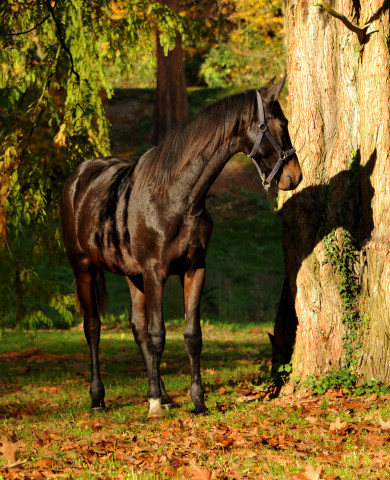 UNDER FIRE von Saint Cyr x Easy Game - Hmelschenburg - im November 2014, Foto: Beate Langels, Trakehner Gestt Hmelschenburg