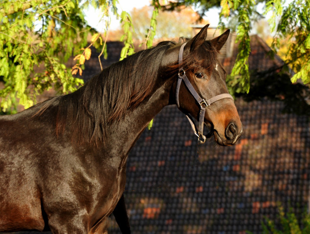 UNDER FIRE von Saint Cyr x Easy Game - Hmelschenburg - im November 2014, Foto: Beate Langels, Trakehner Gestt Hmelschenburg