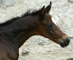 1 Tag alt: Hengstfohlen von Exclusiv x Showmaster