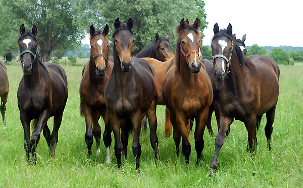 Trakehner Jährlingsstuten in Schäplitz, Foto: Beate Langels