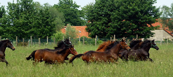 Trakehner Jhrlingsstuten in Schplitz, Foto: Beate Langels