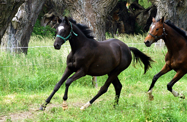 Trakehner Jhrlingsstuten in Schplitz, Foto: Beate Langels