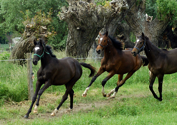 Trakehner Jhrlingsstuten in Schplitz, Foto: Beate Langels