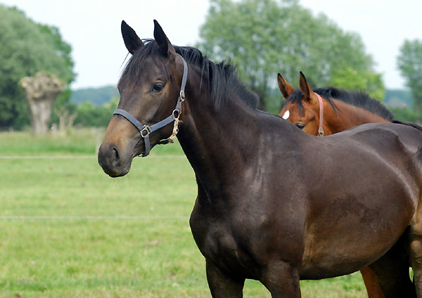 2jährige Stute von Kostolany u.d. Schwalbenherz v. Sir Shostakovich xx, Foto: Beate Langels