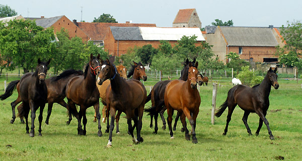 2jhrige Stuten in Schplitz, Foto: Beate Langels