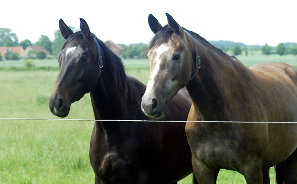 3jährige Stuten Schwalbenmärchen und Teatime in Schäplitz, Foto: Beate Langels