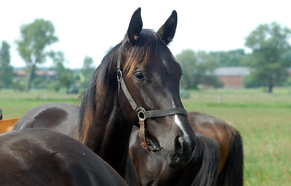 Jährlinghengst von Exclusiv u.d. Elitestute Sacre Noir v. Kostolany, Foto: Beate Langels