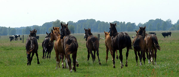 Jährlinghengst von Exclusiv u.d. Elitestute Sacre Noir v. Kostolany, Foto: Beate Langels