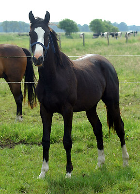 Jährlinghengst von Alter Fritz u.d. Pr. u. StPrSt. Vittoria v. Exclusiv, Foto: Beate Langels